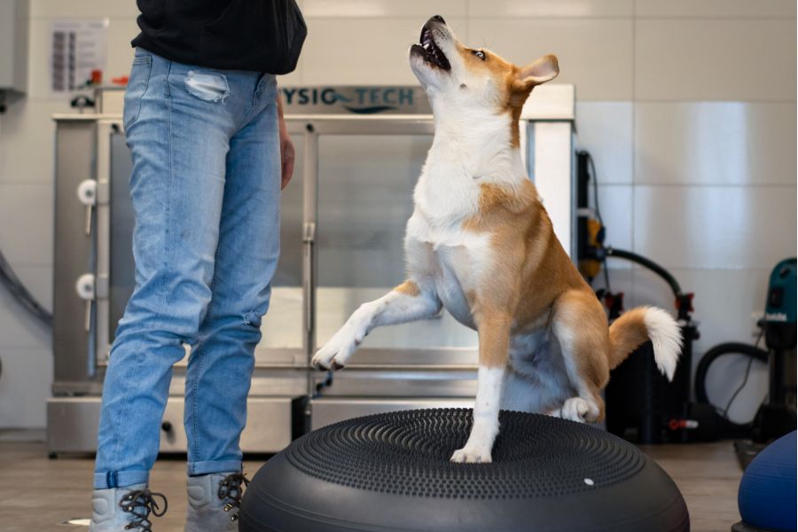 Physiotherapie für Hunde - Bewegungstherapie