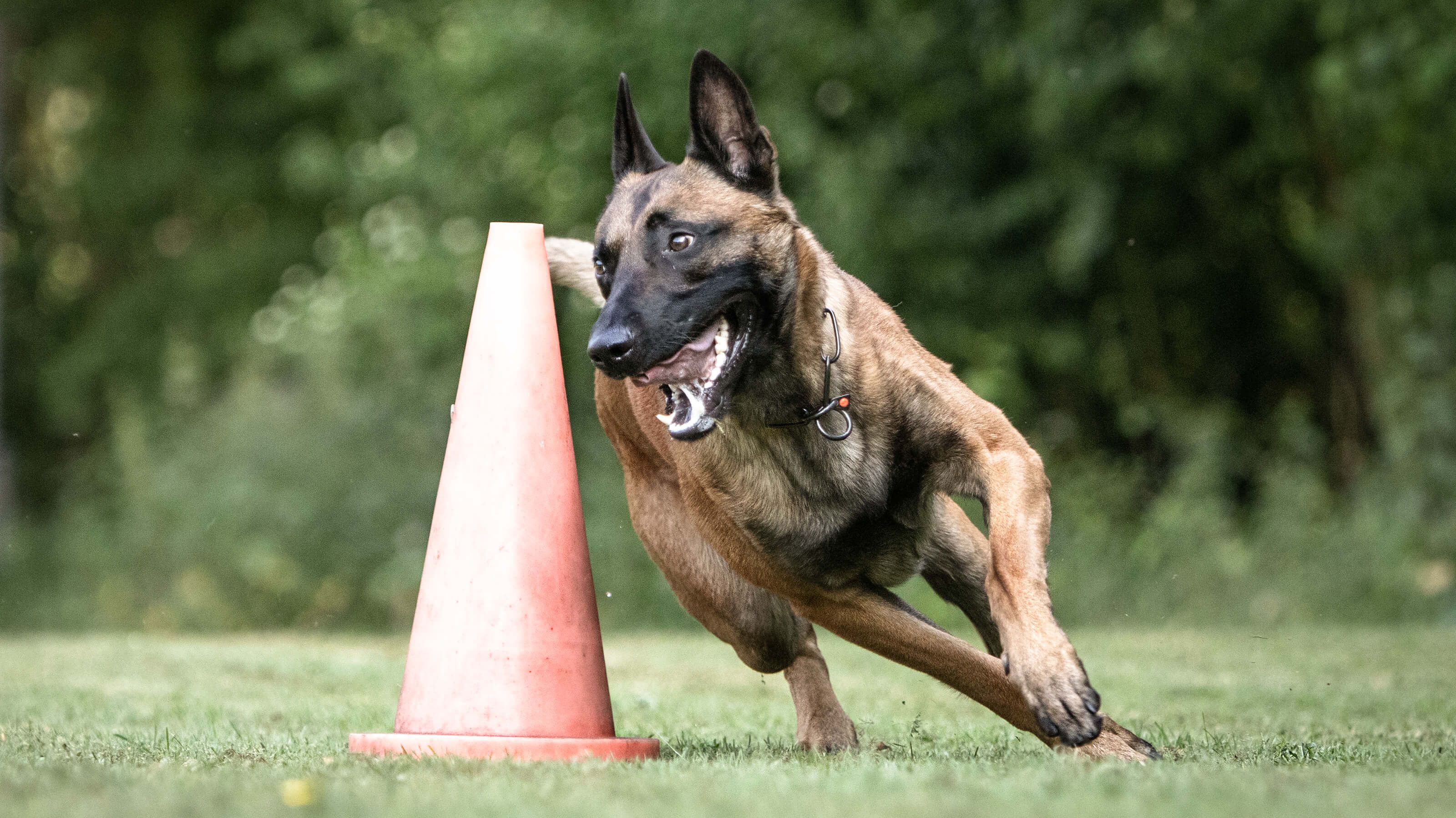 Drago Pylone - Sportphysio für Hunde