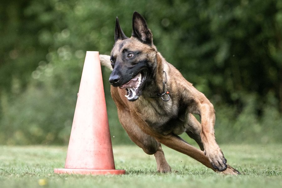 Sportphysiotherapie für Hunde in Rastede