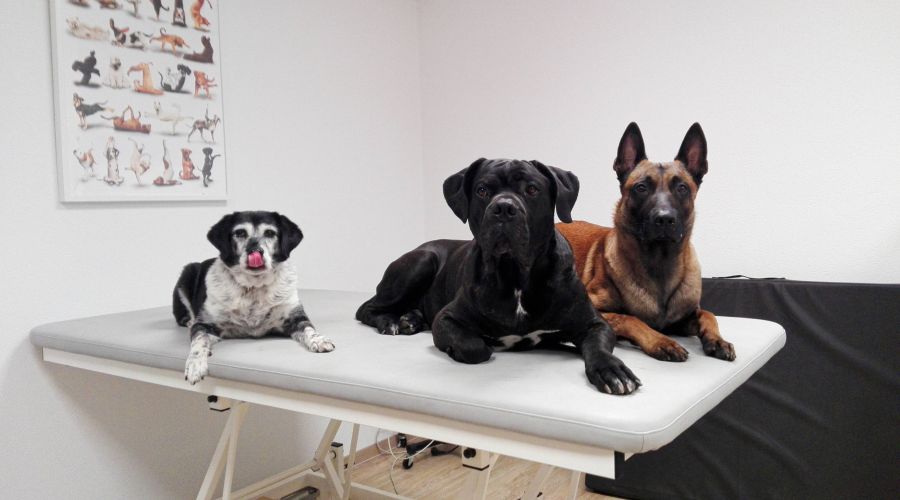 Physiotherapie für Hunde