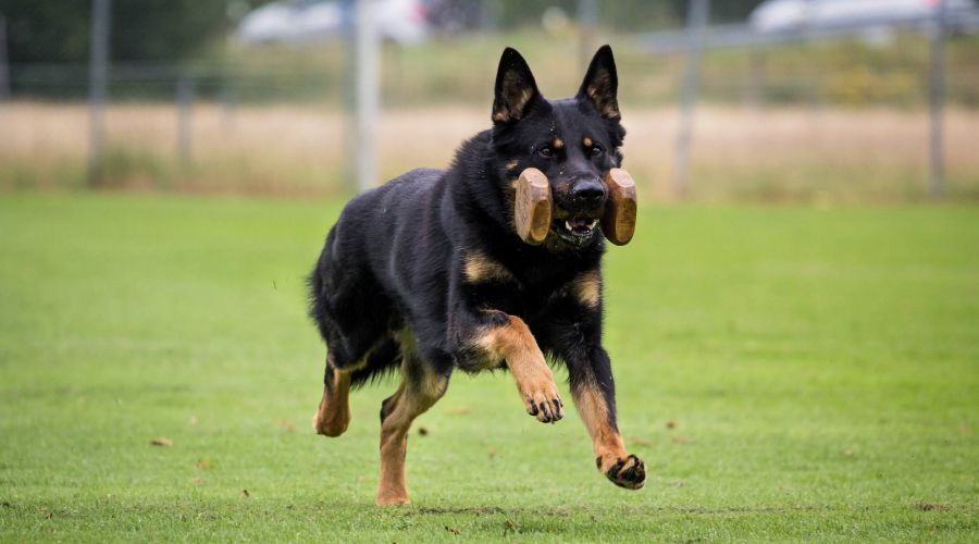 Sportphysiotherapie für Hunde