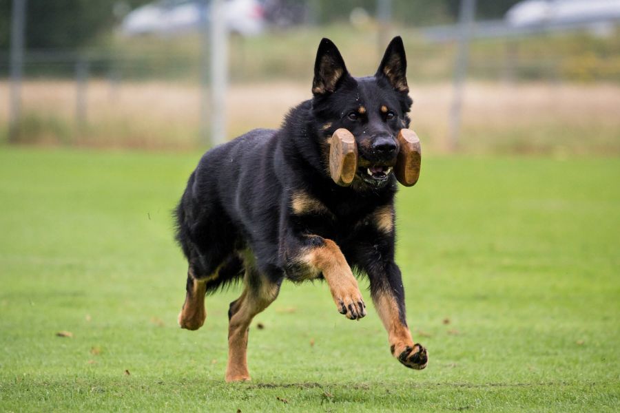 Sportphysiotherapie für Hunde