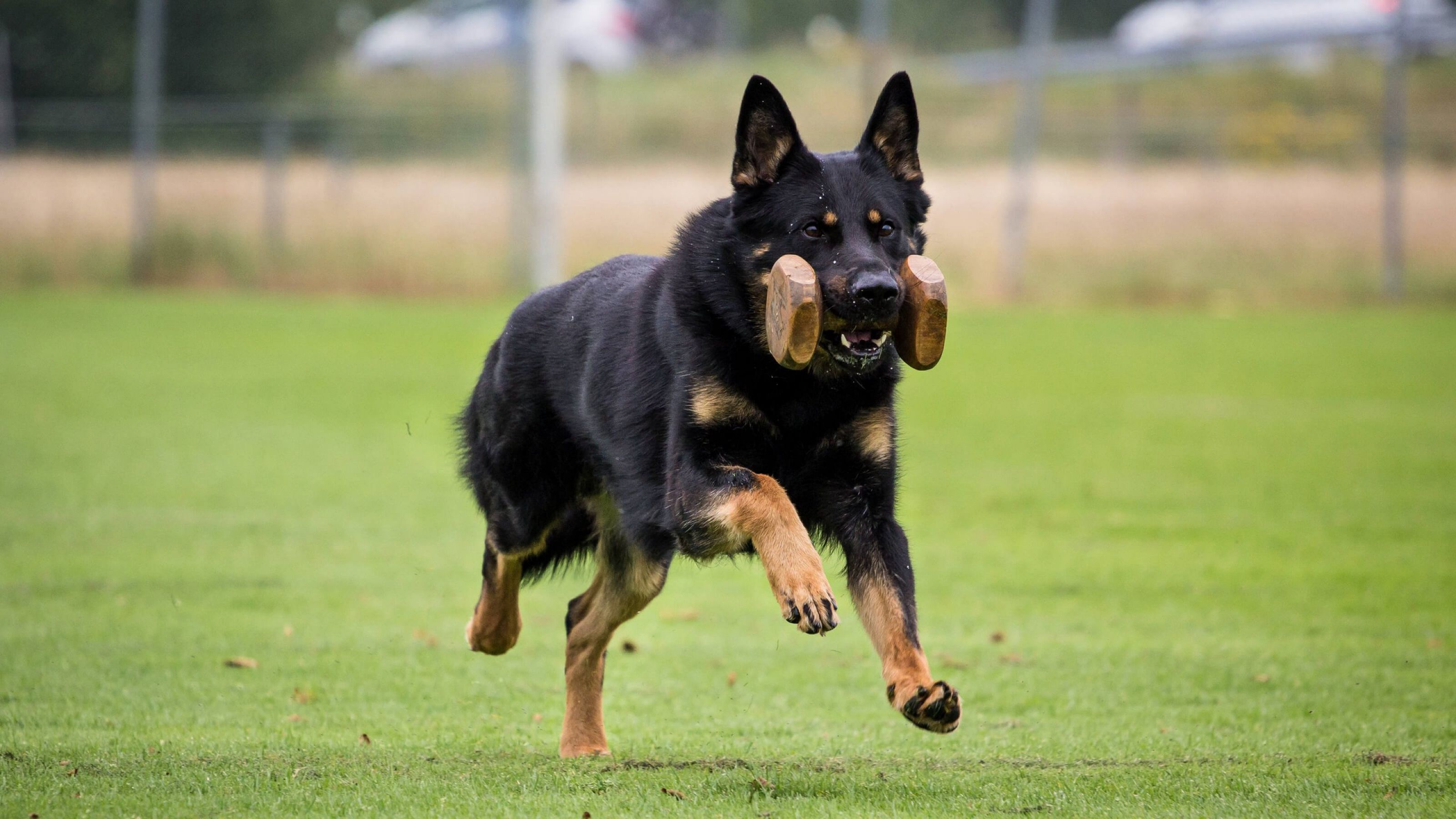 Hunde-Phsyiotherapie & Sportphysio