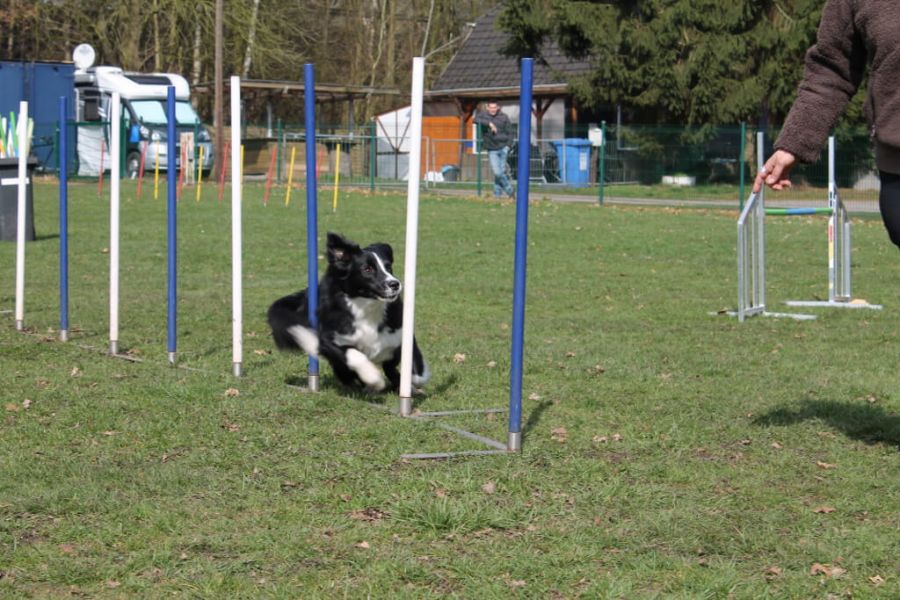 Sportphysiotherapie für Hunde - Slalom-Lauf