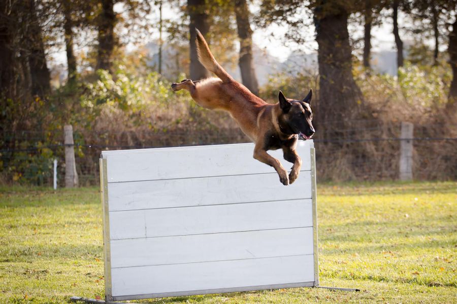 Hunde-Sportphysiotherapie für mehr Ausdauer und Beweglichkeit