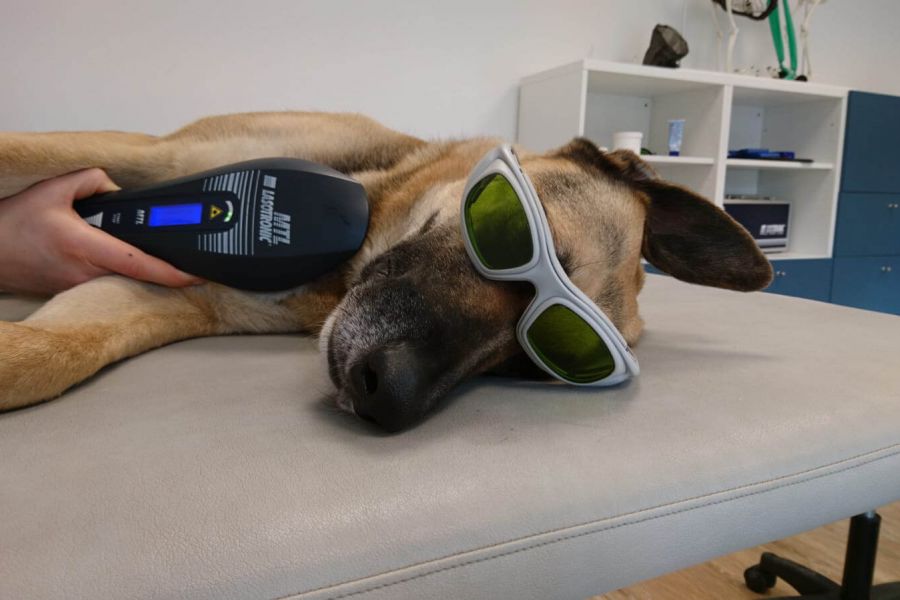 Physiotherapie für Hunde - Lasertherapie