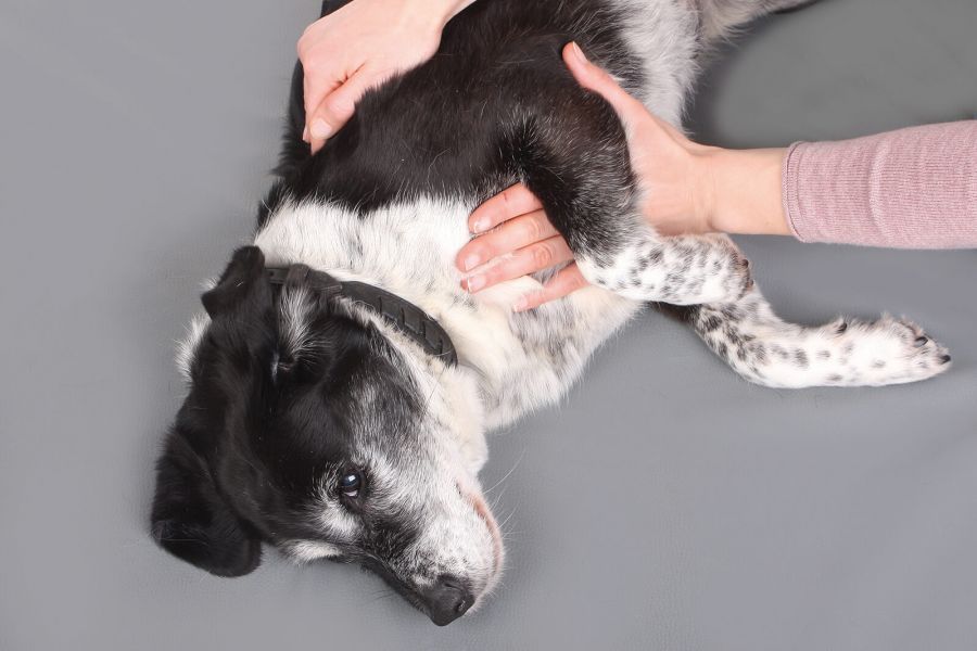 Physiotherapie für Hunde - Funktionelle Massagen
