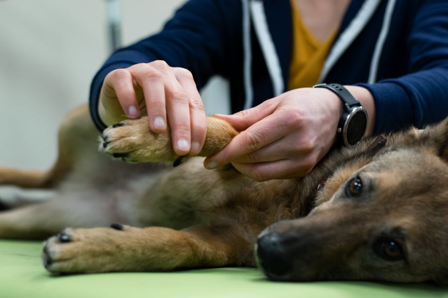 Physiotherapie für Hunde - Mobilisation