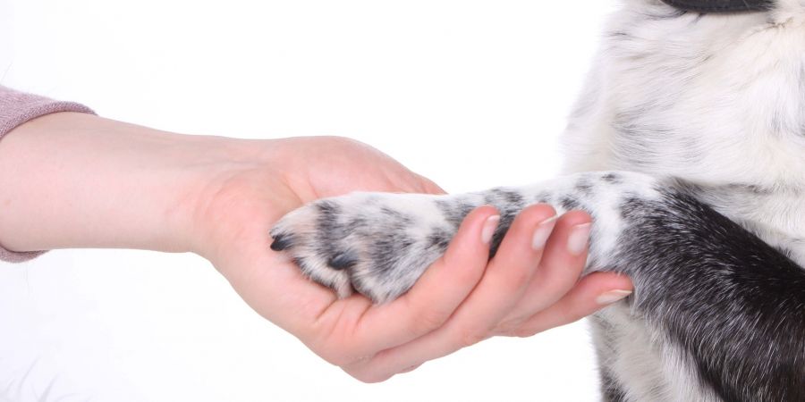 Osteopathie für Hunde