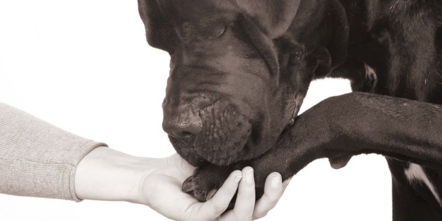 Osteopathie für Hunde