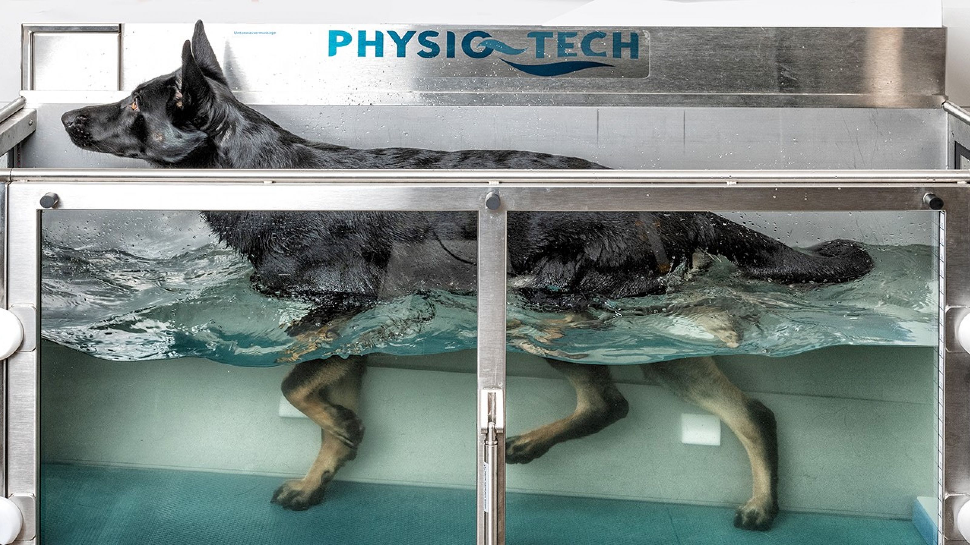 Hunde-Physiotherapie Akupunktur